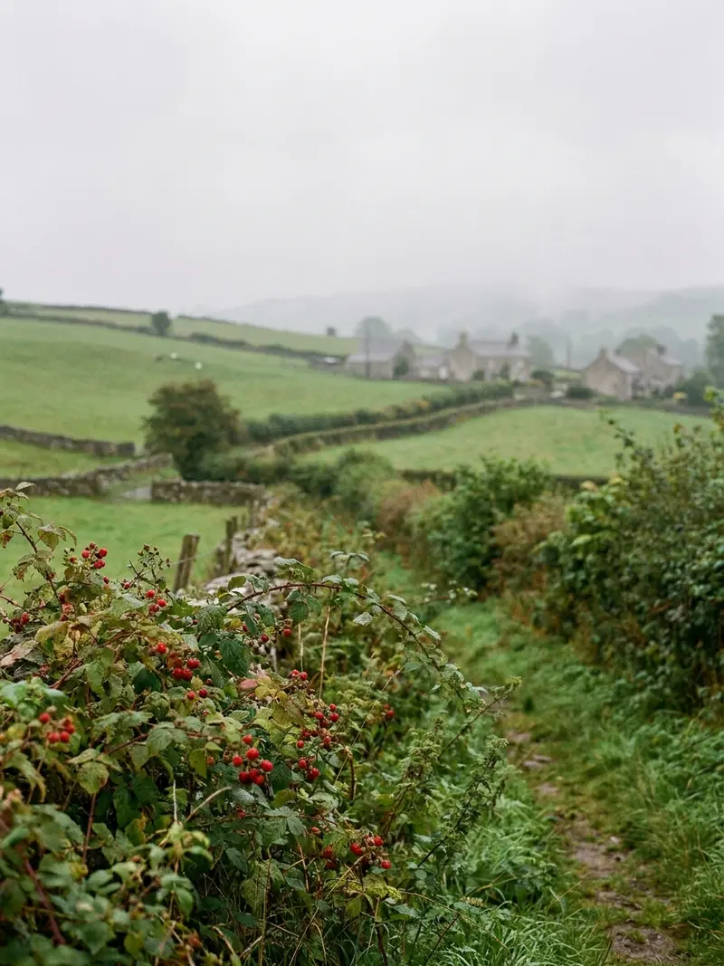 Frambuesas silvestres en la campiña inglesa