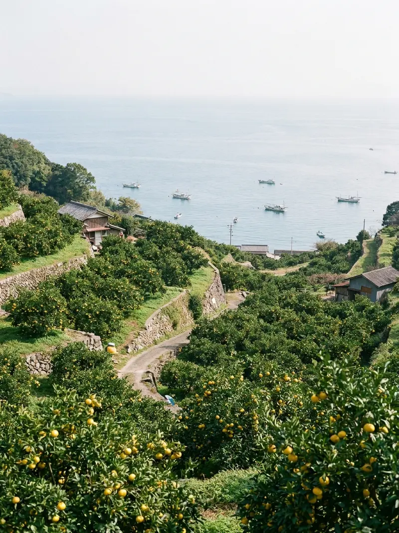 Cosecha de yuzu frente al mar de Shikoku